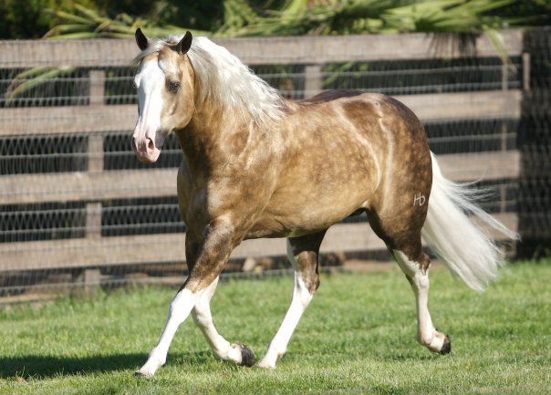 Big Chex To Cash Body side2