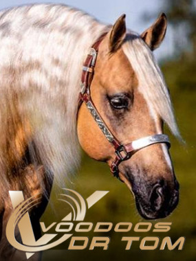 Voodoos Dr Tom Höhe 380Pixelmit Logo2