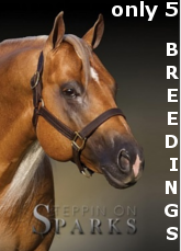Steppin On Sparks only 5 breedings Breite 165 Pixel